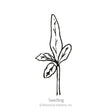 Line drawing of a young seedling with a tall pointed upper leaf and three smaller lance-shaped leaves branching below, labeled "Seedling" beneath the illustration.