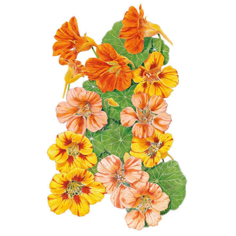 Botanical illustration of vibrant Fiesta Blend nasturtium flowers in shades of orange, peach, and yellow with green leaves on a white background.