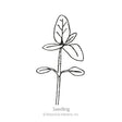 Line drawing of a young sunflower seedling, showing a pair of oval seed leaves low on the stem and a larger true leaf with visible veins above, labeled "Seedling."