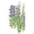 Botanical illustration of true hyssop showing several upright stems with narrow green leaves and slender spikes of small blue-purple flowers, set against a plain white background.