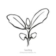 Simple black-and-white line drawing of a seedling showing rounded cotyledon leaves at the base and two larger true leaves above, labeled "Seedling" beneath.