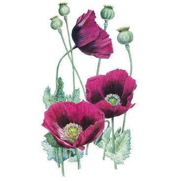 Botanical illustration of Lauren's Grape bread seed poppies, showing three deep magenta-purple flowers with pale, feathery green centres, alongside unopened seed pods and lobed grey-green foliage on a white background.
