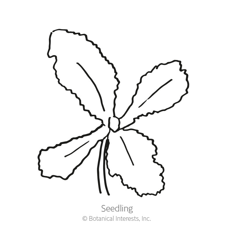 Line drawing of a poppy seedling with four deeply lobed, wavy-edged leaves radiating from a central stem, labeled "Seedling" beneath the illustration.