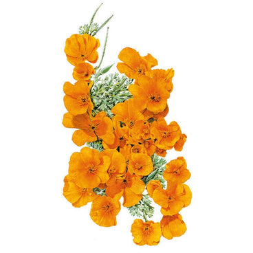 Botanical illustration of vibrant golden-orange California poppies with fine green foliage on a white background, for Orange California Poppy Seeds.