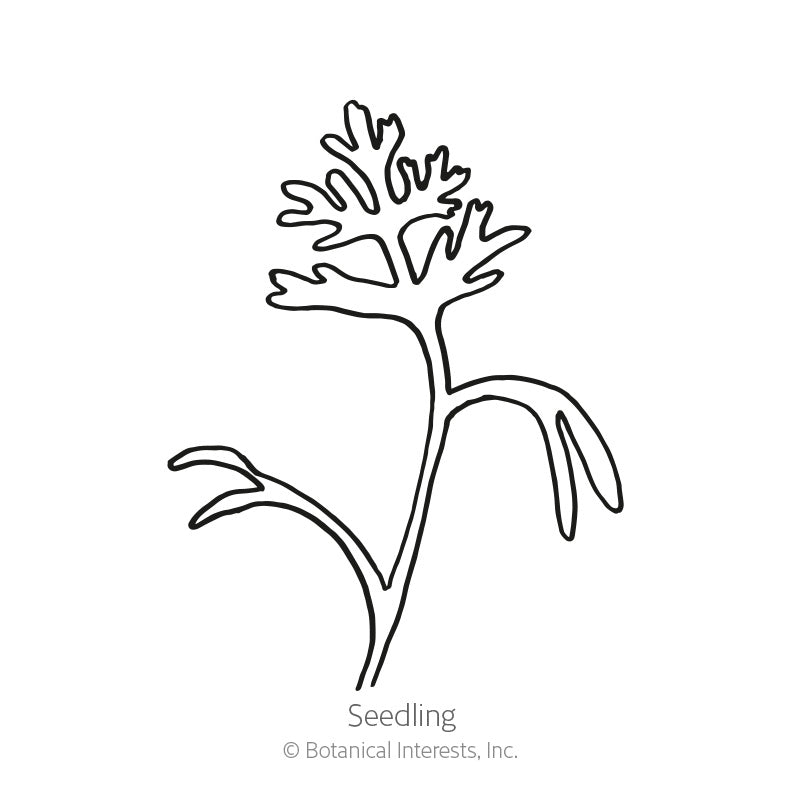 Black and white line art illustration of a young California poppy seedling with delicate, deeply lobed leaves, labeled "Seedling" with copyright text for Botanical Interests, Inc., for Orange California Poppy Seeds.