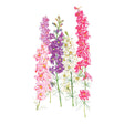Botanical illustration of Galilee Blend larkspur showing four tall flower spikes densely packed with small florets in pink, lilac, deep purple, cream, and crimson, each with a yellow centre and slender green stems.