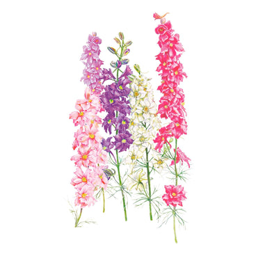 Botanical illustration of Galilee Blend larkspur showing four tall flower spikes densely packed with small florets in pink, lilac, deep purple, cream, and crimson, each with a yellow centre and slender green stems.