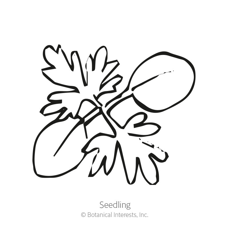 Black and white line drawing of a young larkspur seedling with rounded seed leaves and a lobed true leaf, labeled "Seedling" beneath the illustration.