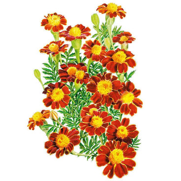 Botanical illustration of French Marigold Red Metamorph showing clusters of deep red-brown blooms with yellow-tipped petals and golden centres, several unopened buds, and feathery green foliage against a plain white background.