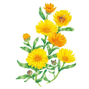 Botanical illustration of Resina calendula showing a spray of double-petalled yellow and orange marigold blooms, tight unopened buds and lance-shaped green leaves, with a bee gathering pollen on one flower.
