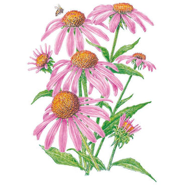 Botanical illustration of purple coneflower (Echinacea) showing several pink daisy-like blooms with spiky orange-brown centres, unopened buds, toothed green leaves, and a bee approaching one flower, against a plain white background.