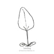 Line drawing of a purple coneflower seedling showing two rounded oval cotyledons at the base and a single tall, pointed true leaf on a slender stem, labeled "Seedling".
