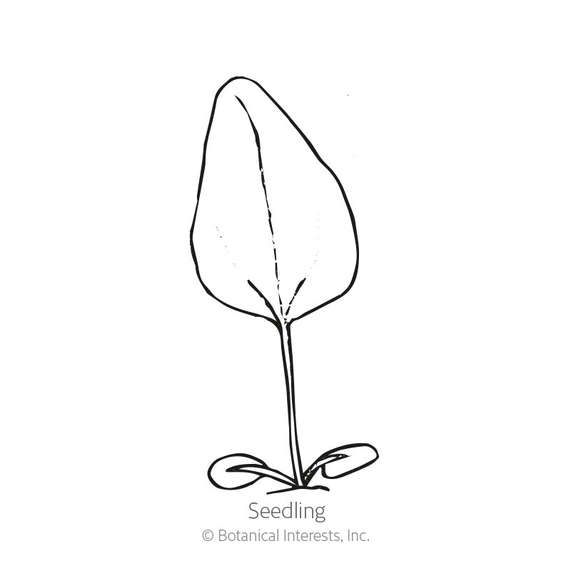 Line drawing of a purple coneflower seedling showing two rounded oval cotyledons at the base and a single tall, pointed true leaf on a slender stem, labeled "Seedling".
