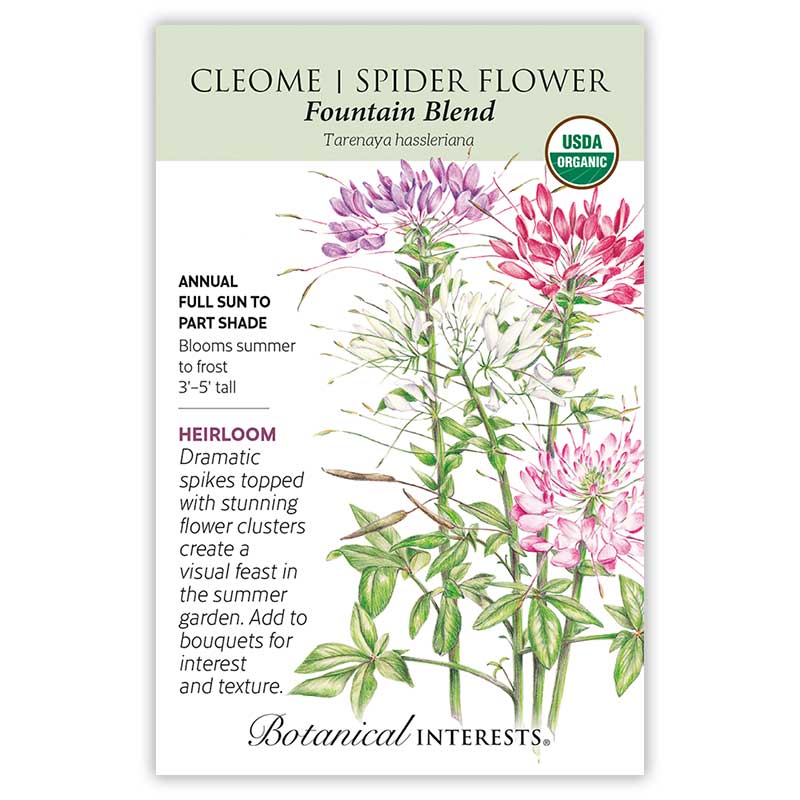 Seed packet for Botanical Interests organic heirloom Cleome Fountain Blend, illustrated with tall spider flower spikes in purple, pink, and white, alongside text noting it's a full sun to part shade annual growing 3–5 feet tall that blooms summer to frost.