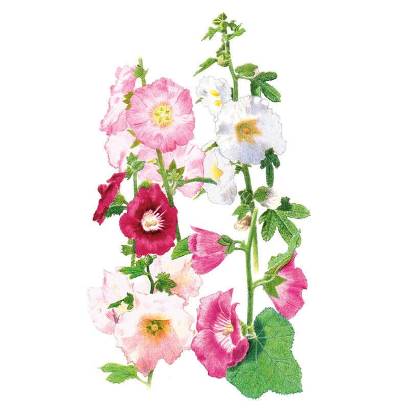 Botanical illustration of Outhouse hollyhock showing tall flower spikes with large single blooms in white, pale pink, deep magenta and rosy red, each with a pale central eye, surrounded by broad green leaves.