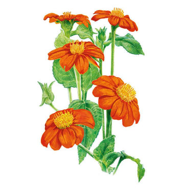 Botanical illustration of Torch Mexican sunflower showing several vivid orange, daisy-like blooms with golden centres, unopened buds, and toothed green leaves on sturdy stems against a white background.