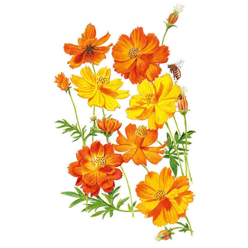 Botanical illustration of Diablo cosmos in bloom, showing an array of open orange and yellow daisy-like flowers with feathery green foliage, unopened buds, and a bee visiting one blossom, against a white background.