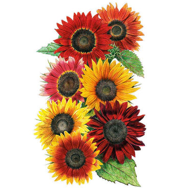 Botanical illustration of various brightly colored sunflowers—including yellow, orange, and deep red blooms—on a white background, for Heirloom Beauties Sunflower Seeds.