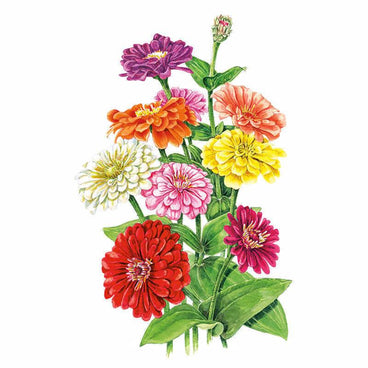Detailed botanical illustration of tall, multi-colored zinnia stalks blooming in shades of red, pink, orange, yellow, and white with green foliage for Benary's Giant Blend Zinnia Seeds on a white background.