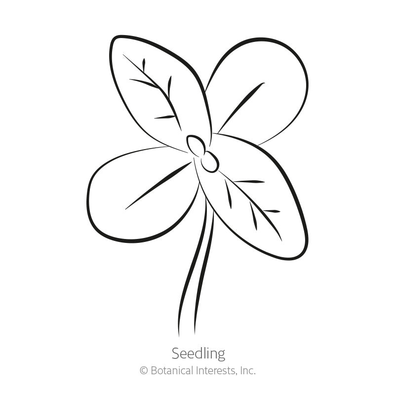 Line drawing of a young seedling with two rounded cotyledon leaves and one veined true leaf on a slender stem, labelled "Seedling" beneath.