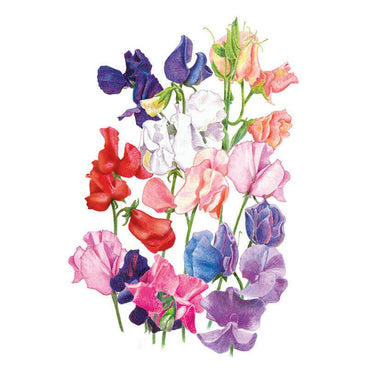 Botanical illustration of Mammoth Blend sweet pea flowers, showing ruffled blooms in deep purple, white, red, salmon, pink and blue-violet shades on slender green stems against a white background.