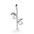 Line drawing of a young sweet pea seedling labeled "Seedling," showing a slender upright stem with two rounded cotyledon leaves and a curled emerging leaf tip at top.