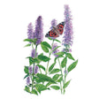 Botanical illustration of flowering anise hyssop featuring tall lavender-purple flower spikes with green serrated leaves and a butterfly perched on top, for Anise Hyssop Seeds.