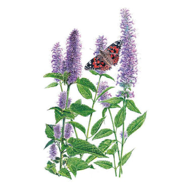 Botanical illustration of flowering anise hyssop featuring tall lavender-purple flower spikes with green serrated leaves and a butterfly perched on top, for Anise Hyssop Seeds.