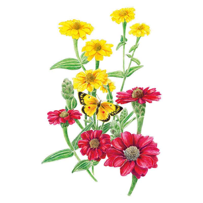 Botanical illustration of Peruvian Blend zinnias showing clusters of yellow and red double blooms with green stems and leaves, with a yellow butterfly resting among the flowers.