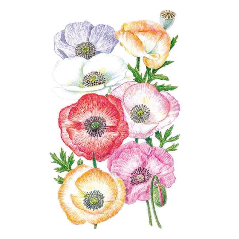 Botanical illustration of Mother of Pearl poppies showing seven papery blooms in soft lilac, white, peach, red, pink and apricot hues, each with dark stamens and a green seed pod, on ferny foliage against a white background.