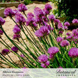 Close-up photo of vibrant purple chive flowers in full bloom among green stems in a garden, labeled "Chives Common / Photo by Curtis Jones" and "Botanical Interests" for Common Chives Seeds.