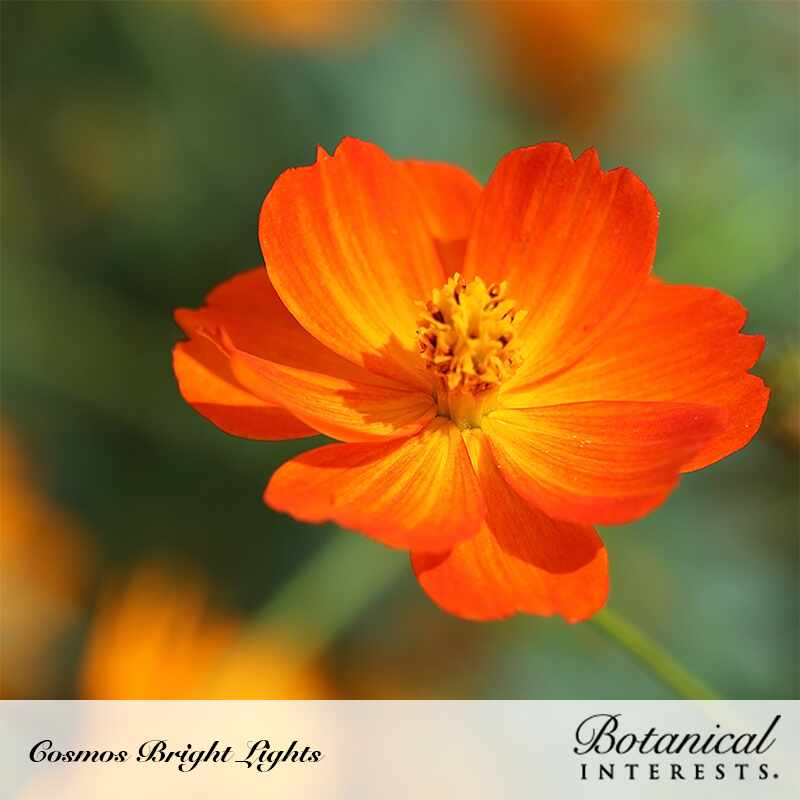 Close-up of a single orange Cosmos "Bright Lights" bloom with delicate veined petals surrounding a golden-yellow center, set against a softly blurred green garden backdrop with hints of more orange flowers, text below reads "Cosmos Bright Lights" alongside the Botanical Interests logo.