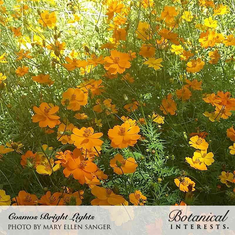 Sun-drenched patch of Bright Lights cosmos in bloom, dense feathery green foliage covered with open orange and yellow flowers backlit by sunlight, labeled with the variety name and photo credit.