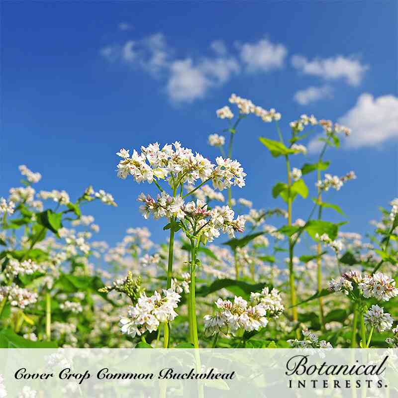 Tall common buckwheat plants with clusters of small white flowers on slender green stems, photographed from below against a bright blue sky with wispy clouds.