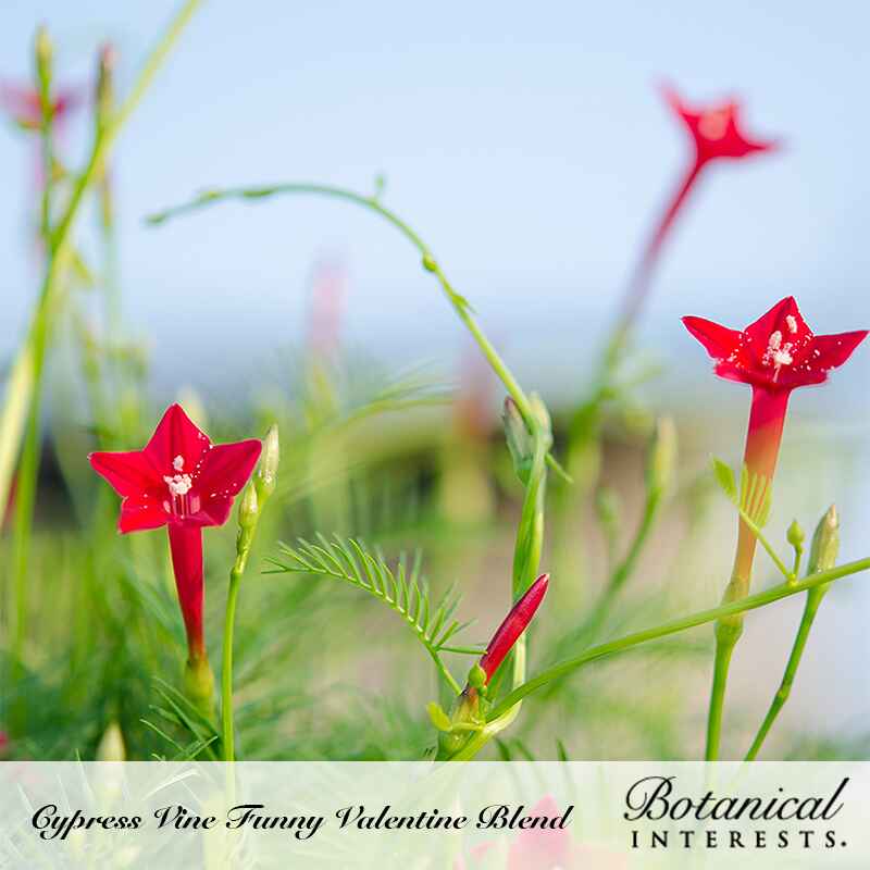 Star-shaped scarlet cypress vine flowers open on slender vines with feathery, fern-like foliage, with unopened buds and a soft blue sky blurred behind, labelled "Cypress Vine Funny Valentine Blend" by Botanical Interests.