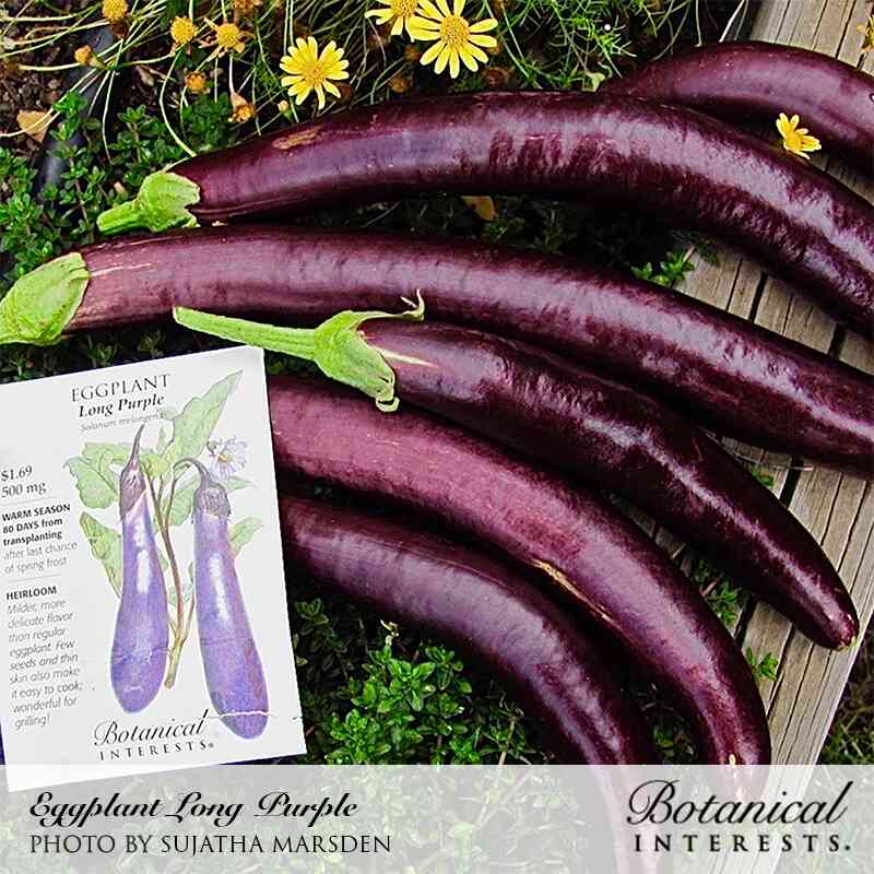 Several glossy, dark purple Long Purple eggplants laid out on a dark wooden surface with green leaves, yellow flowers, and a Botanical Interests seed packet, labeled "Eggplant Long Purple / Photo by Sujatha Marsden" and "Botanical Interests" for Long Purple Eggplant Seeds.