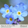 Close-up of Forget-Me-Not Victoria Blue flowers, showing pale blue five-petaled blooms with bright yellow centers and small unopened purple buds on fuzzy stems, blurred background; caption identifies the variety and photographer.