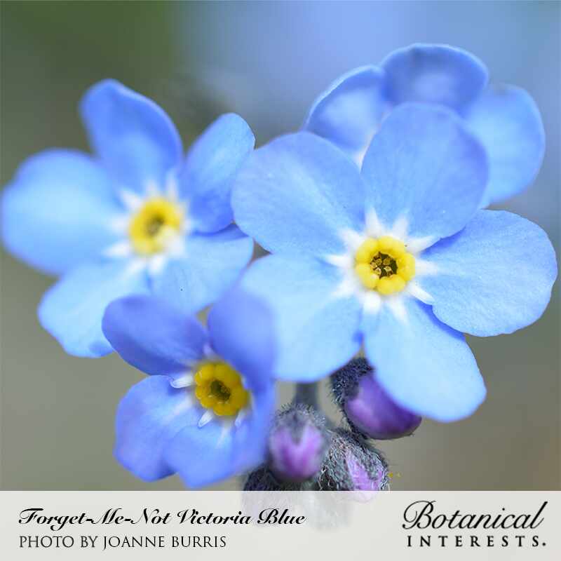 Close-up of Forget-Me-Not Victoria Blue flowers, showing pale blue five-petaled blooms with bright yellow centers and small unopened purple buds on fuzzy stems, blurred background; caption identifies the variety and photographer.