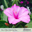 Close-up of a Four O'Clock Marvel of Peru flower with trumpet-shaped magenta-pink petals and orange stamens, surrounded by green foliage and an unopened bud, with text naming the variety and the Botanical Interests brand.