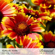 Close-up of Gaillardia Goblin blanket flowers in full bloom, showing red-centered petals striped with yellow tips, clustered on a sunlit plant with more blooms blurred in the background.