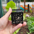 A hand holds an Epic 3-inch black cube pot from below, showing the perforated base with visible potting mix, perlite, and thin white roots emerging from the drainage holes, a broad-leafed seedling and garden bed blurred behind.