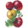 Botanical illustration of Cherokee Purple heirloom tomatoes clustered on the vine, showing dusky pink-red fruit alongside a striped green-and-yellow unripe tomato, with serrated green leaves against a white background.