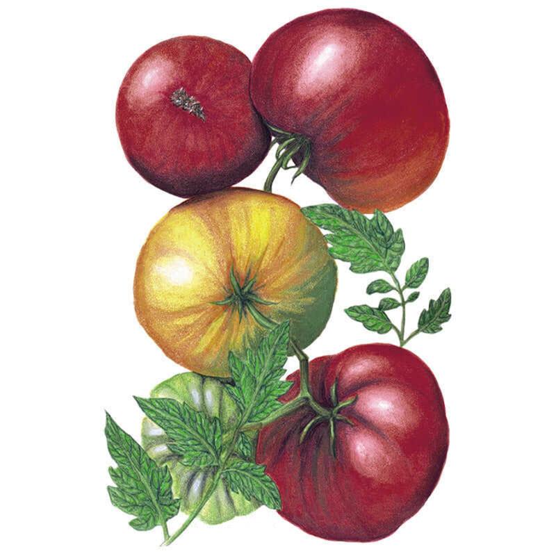 Botanical illustration of Cherokee Purple heirloom tomatoes clustered on the vine, showing dusky pink-red fruit alongside a striped green-and-yellow unripe tomato, with serrated green leaves against a white background.
