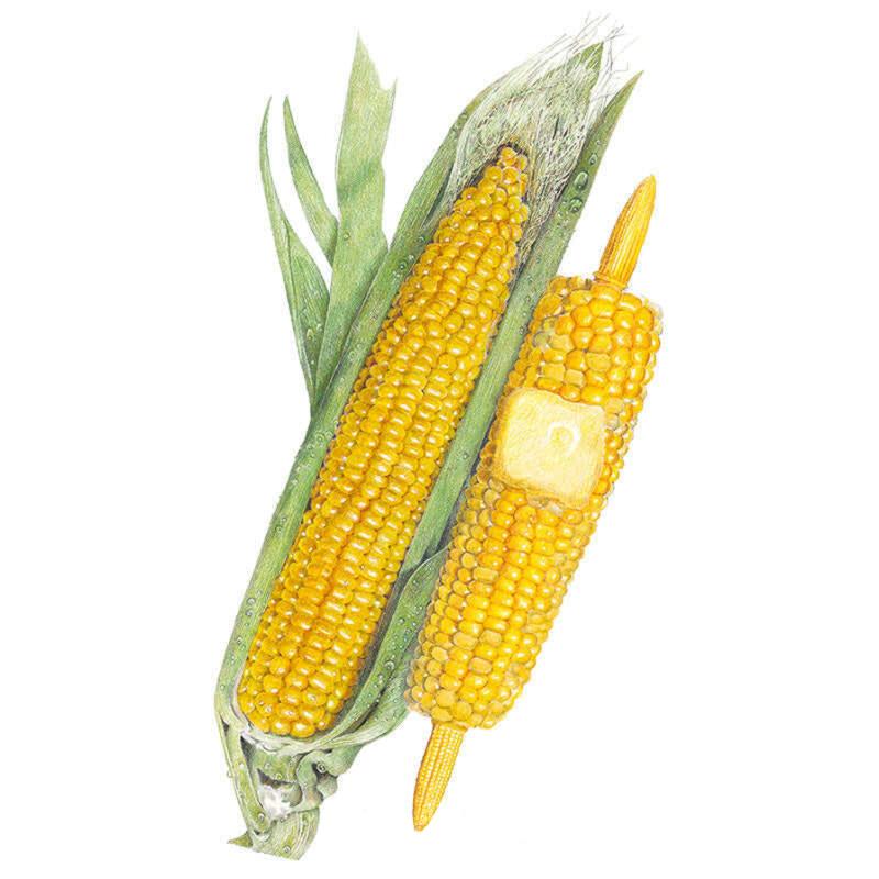 Illustration of two True Gold sweet corn cobs with plump golden kernels, one partly husked with green leaves and silky tassel, the other peeled with a pat of butter melting on top.