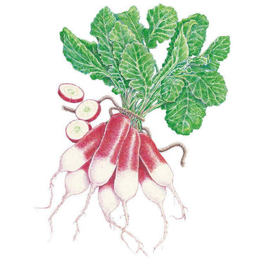 Illustration of French Breakfast radishes with elongated white-tipped red roots, leafy green tops still attached, and three round slices showing the crisp white interior.