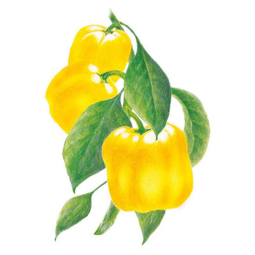 Botanical illustration of three blocky, glossy yellow bell peppers clustered on a stem with broad green leaves, shown against a plain white background.