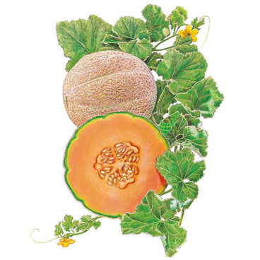 Botanical illustration of Hearts of Gold cantaloupe melon showing a whole netted-rind fruit beside a halved melon revealing orange flesh and seeds, surrounded by green vine leaves and small yellow blossoms.