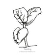 Black and white line drawing of a young melon seedling with two rounded cotyledon leaves and true leaves emerging above, labeled "Seedling".