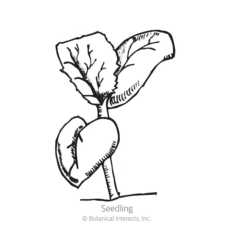 Black and white line drawing of a young melon seedling with two rounded cotyledon leaves and true leaves emerging above, labeled "Seedling".