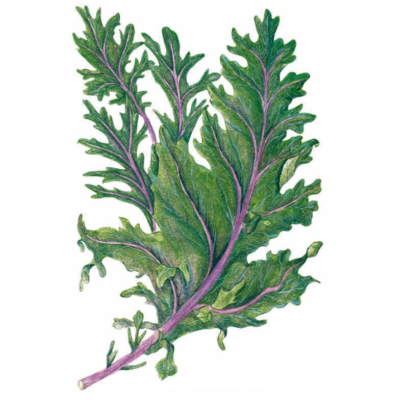 Botanical illustration of Red Russian kale showing deeply serrated, frilly blue-green leaves with vivid purple-pink veins and stem, set against a plain white background.